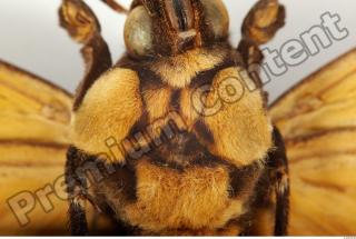 Death-head Hawkmoth - Acherontia atropos 0038